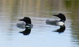 Two Loons_Resized